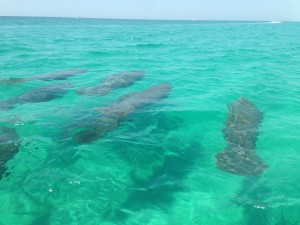 Destin Beach Parasail Manatees Swimming Along Beach